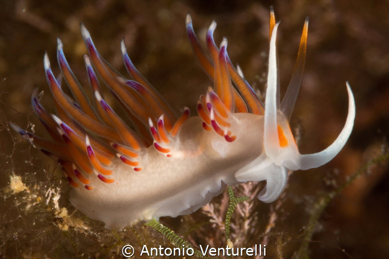 An August afternoon diving at "La Formica " , a great div... by Antonio Venturelli 