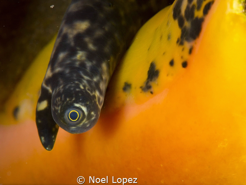strombus gigas, panasonic lumix GH4, olympus lens 60mm, p... by Noel Lopez 