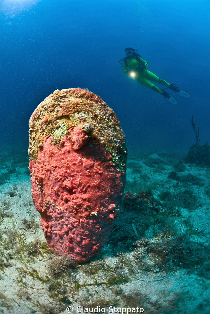 Totem / Pinna Nobilis, Santa Maria al Bagno, Salento by Claudio Stoppato 