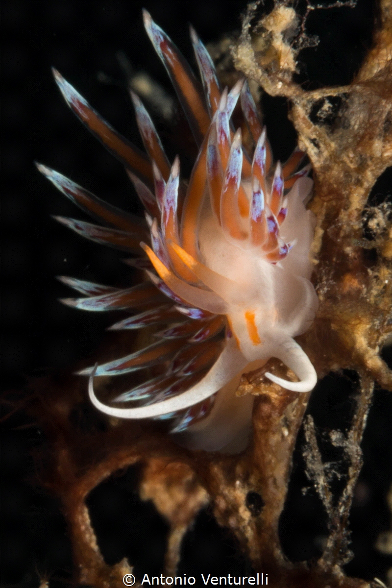 Cratena nudibranch_2021
(Canon60mm,t1/200,f/25,iso200) by Antonio Venturelli 