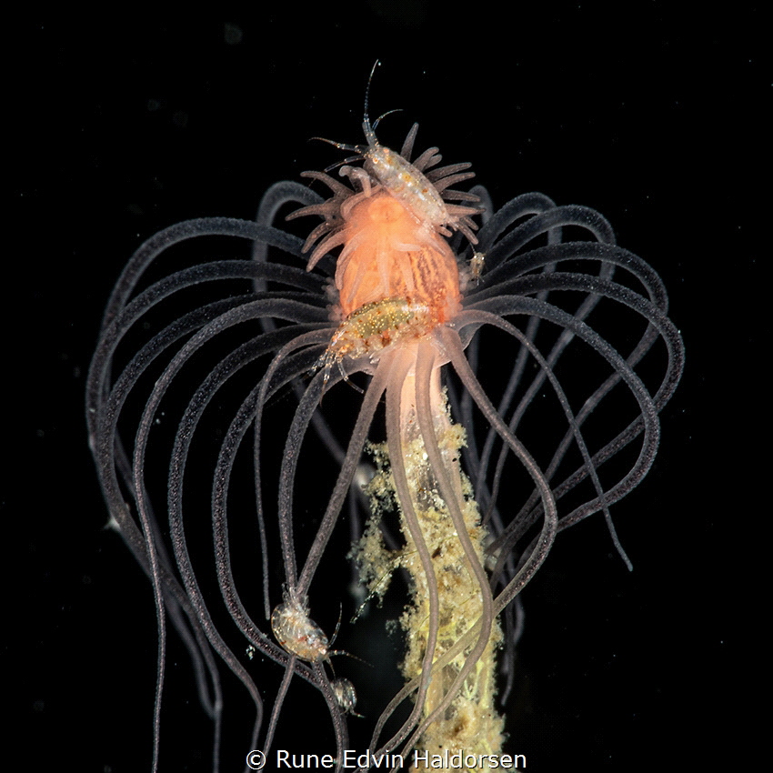 Tubularia indivisa with ampipods by Rune Edvin Haldorsen 