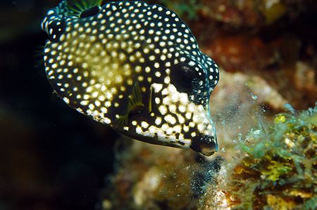 Roatan, Honduras. by Shawn Jackson 