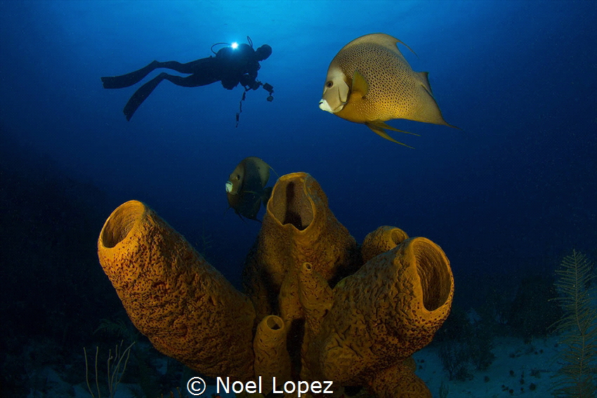 sponge and angelfish, canon 60D, tokina lens 10-17mm, at ... by Noel Lopez 