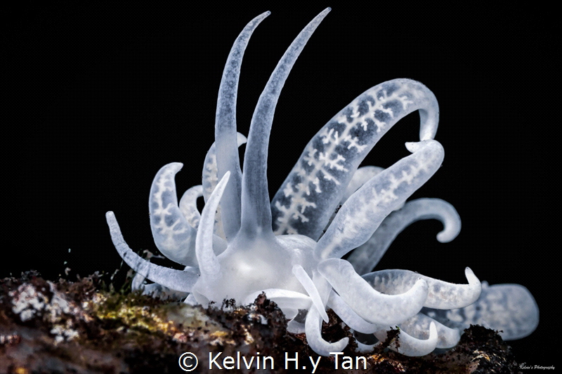 Phyllodesmium by Kelvin H.y Tan 