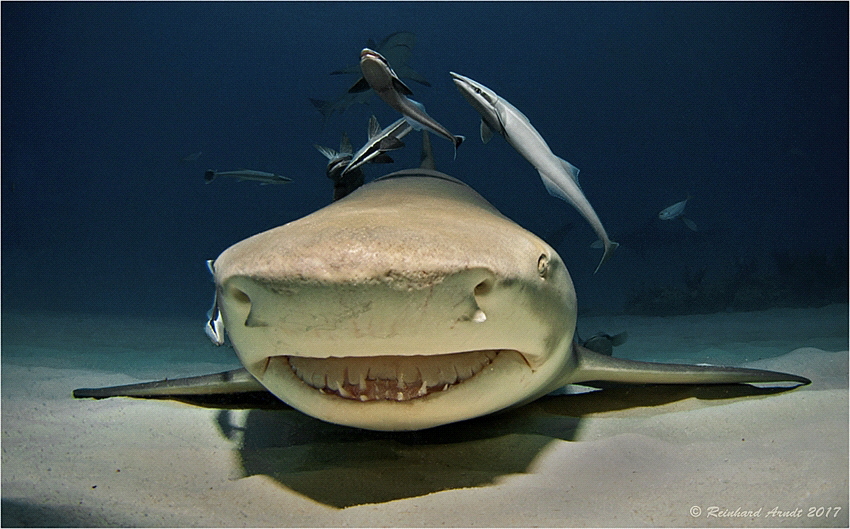 Lemon Shark (Negaprion brevirostris), Tiger Beach, Bahamas by Reinhard Arndt 