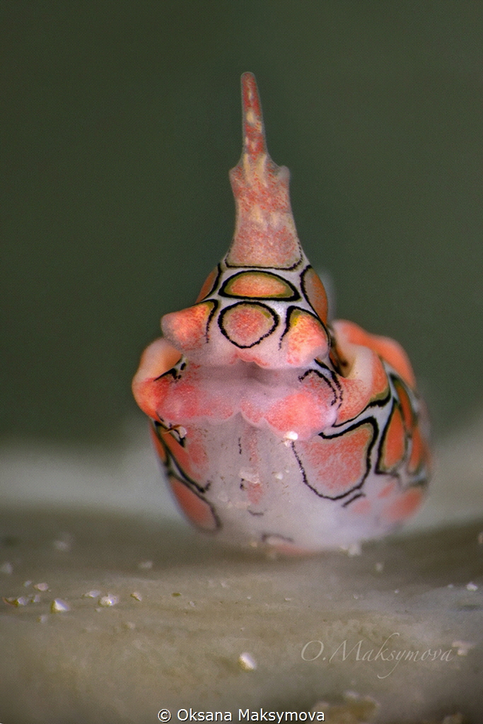 Psychedelic batwing slug (Sagaminopteron psychedelicum)
 by Oksana Maksymova 