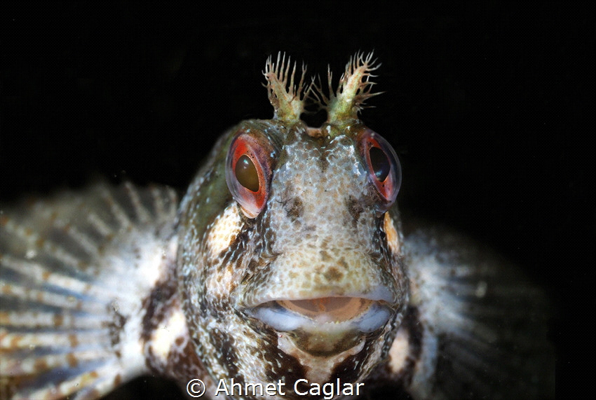 close-up "Horozbina" from Kusadası Aydın Turkey
Olympus ... by Ahmet Caglar 
