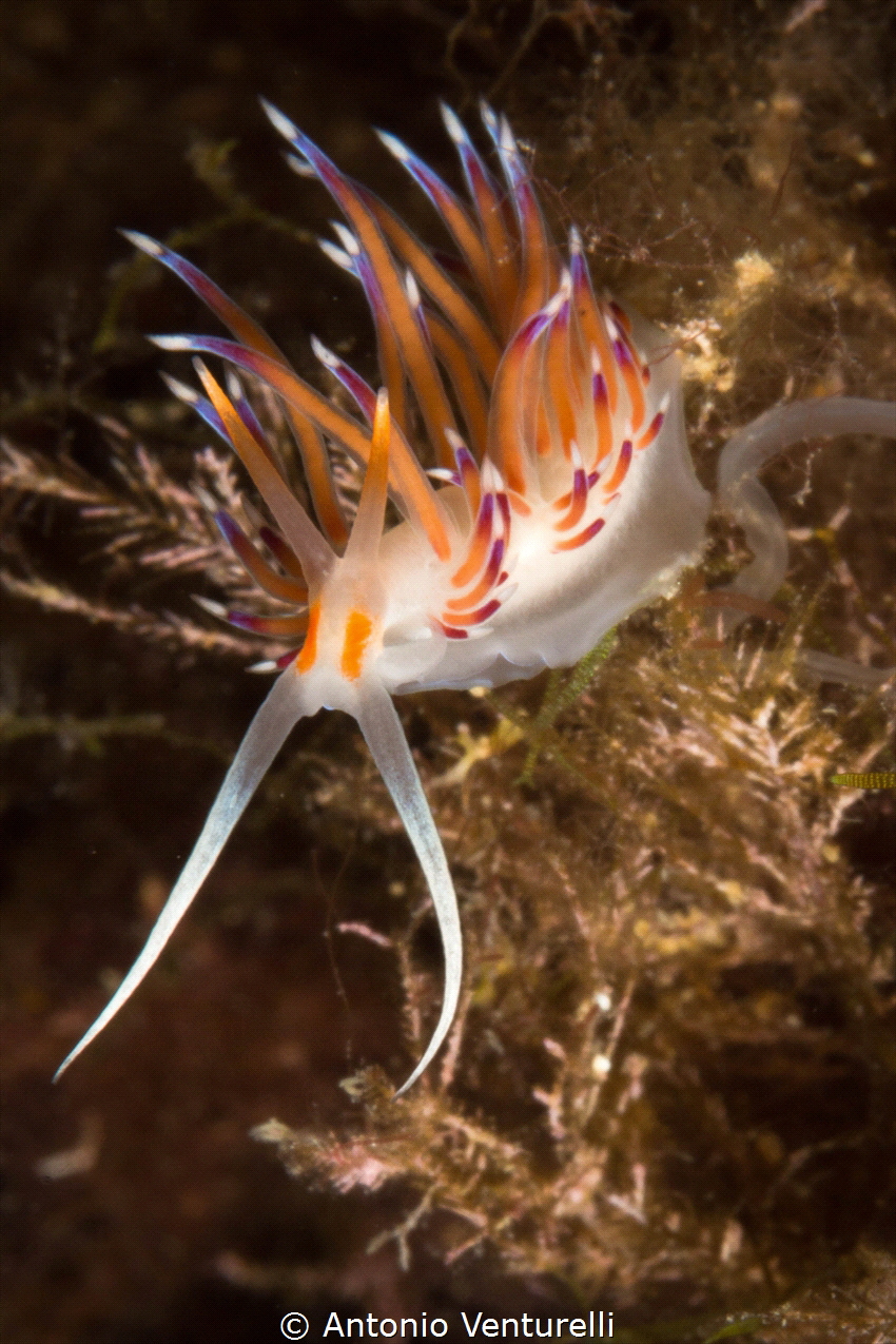 La Formica dive site_2021
(Canon 60mm,t1/200,f/25,iso200) by Antonio Venturelli 