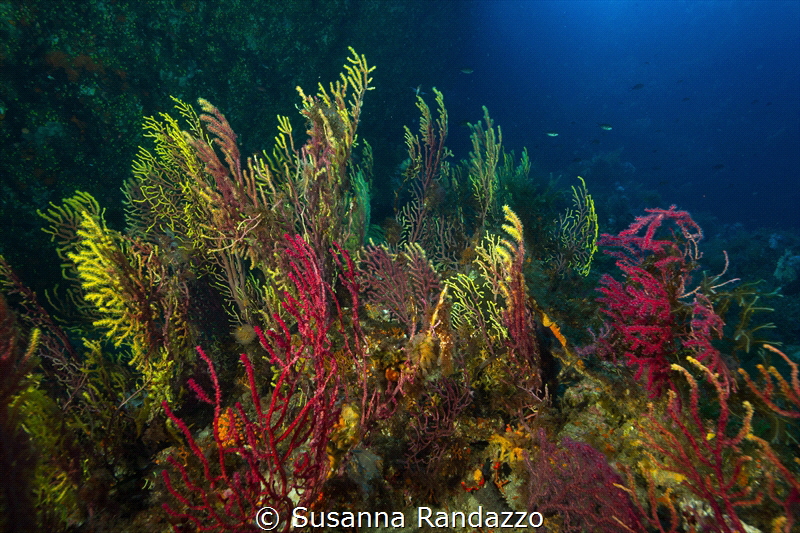 Scilla_2021
(Canon14mm,t1/125,f/7.1,iso320) by Susanna Randazzo 