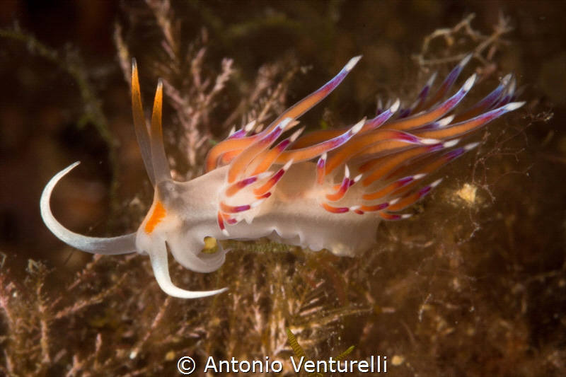 Colorful look of Mediterranean nudi_La Formica dive site_... by Antonio Venturelli 