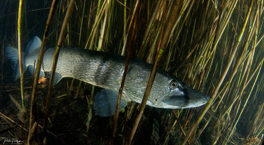 pike by Pieter Firlefyn 