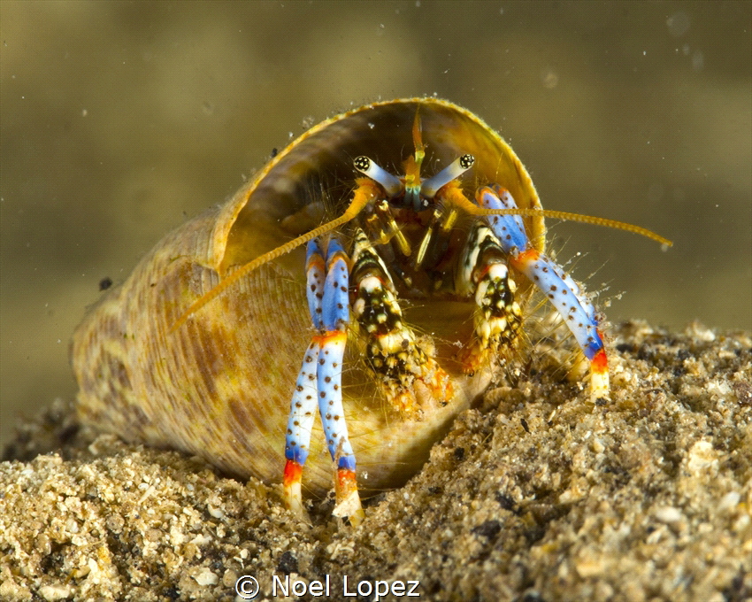 hermit crab, panasonic GH4 ,olympus lens 60mm macro, plus... by Noel Lopez 