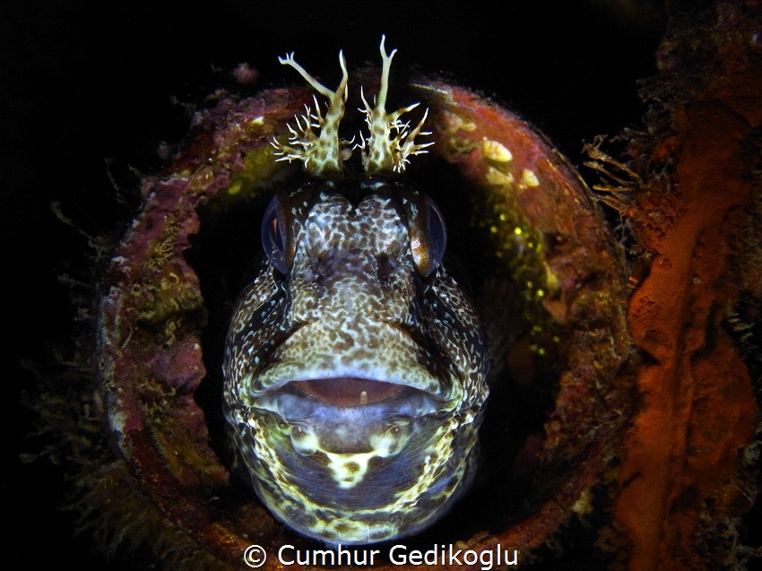 Parablennius gattorugine
She is wating to mount guard to... by Cumhur Gedikoglu 