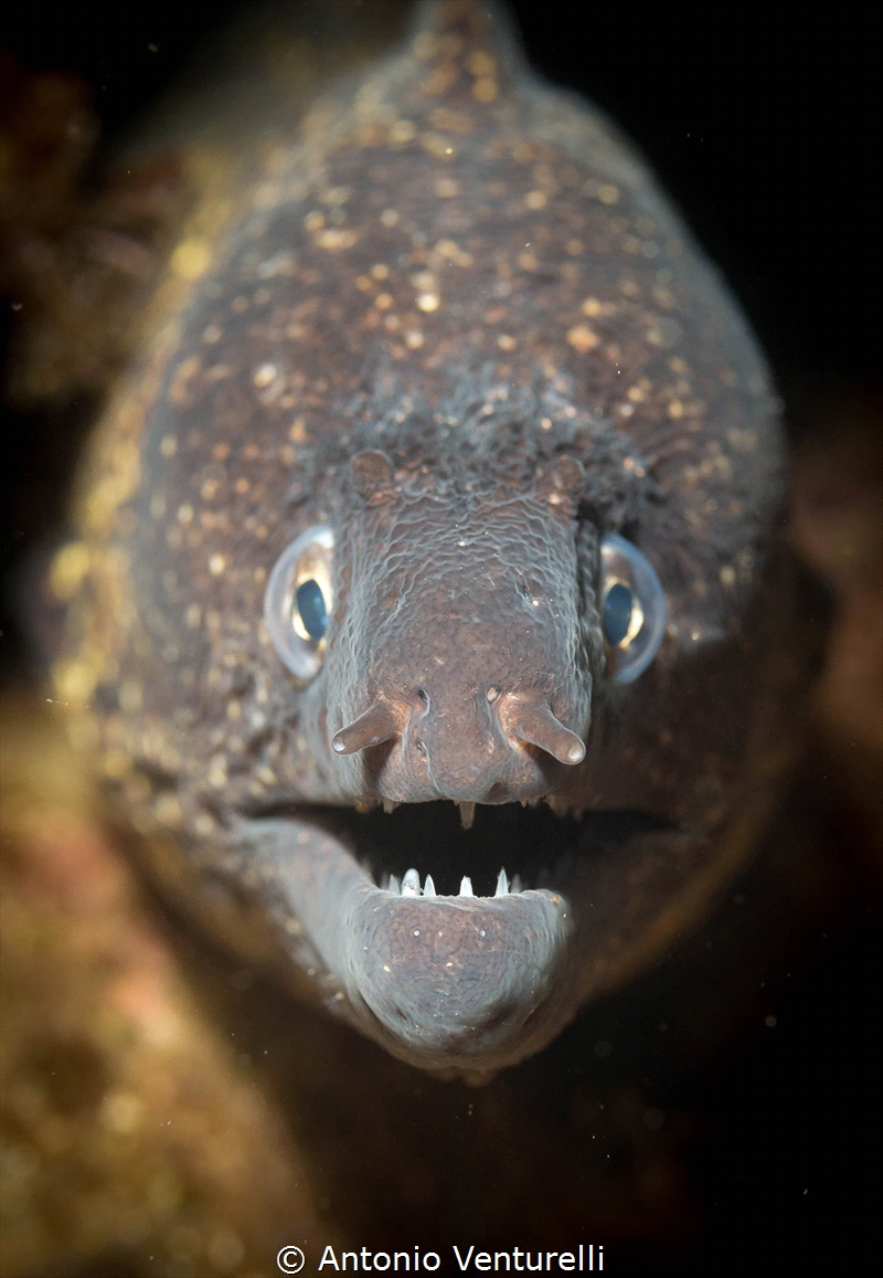 Close focus of a friendly moray in the Mediterranean Sea_... by Antonio Venturelli 