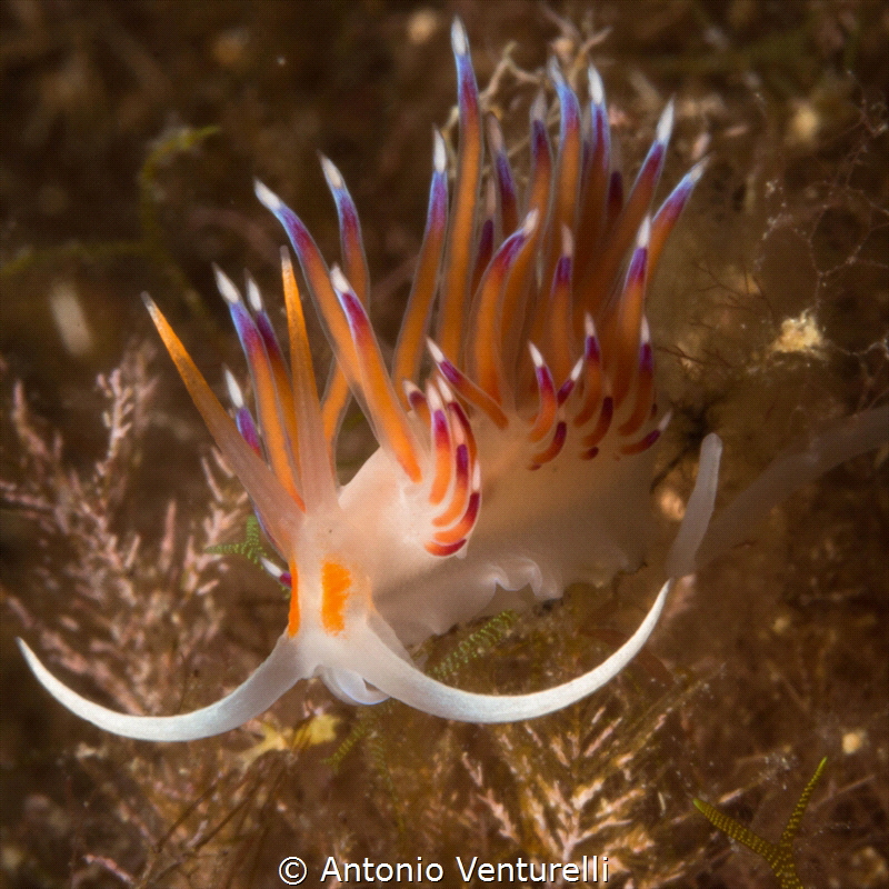 color flames_Cratena nudi_2021
(Canon60mm,t1/200,f/25,is... by Antonio Venturelli 