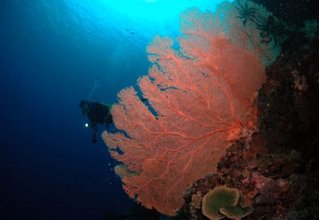 This Biak Sea Fans was taken in Padaido Island, Biak,Papua by Iman Brotoseno 