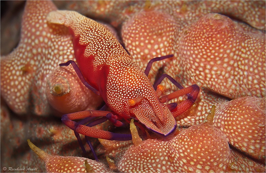 Emperor Shrimp (Periclimenes imperator), Raja Ampat (Indo... by Reinhard Arndt 