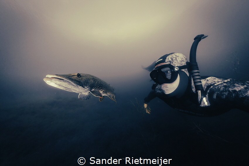 Swimming up with this beautiful pike. by Sander Rietmeijer 
