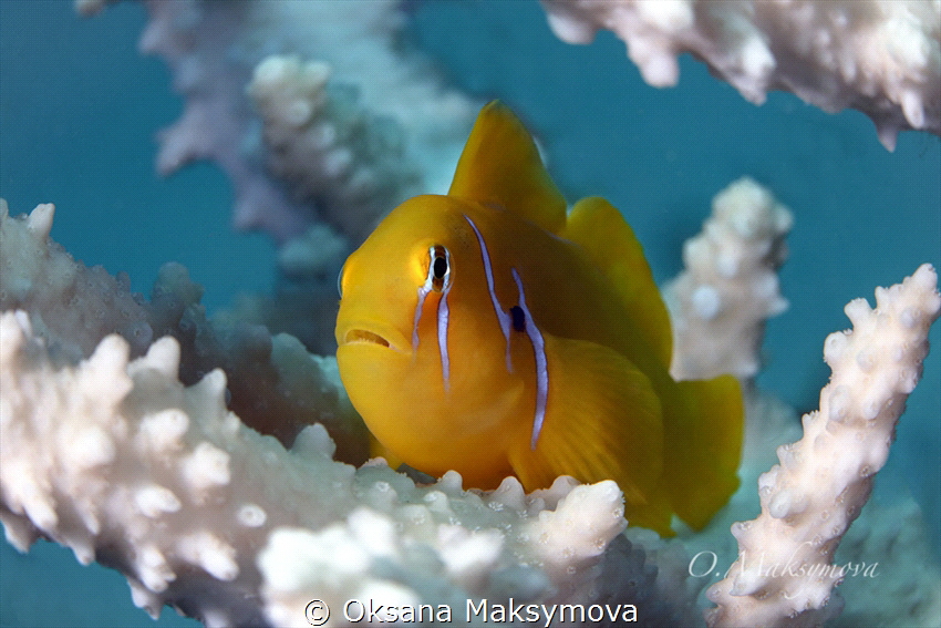 The Lemon Coral Goby (Gobiodon citrinus) by Oksana Maksymova 