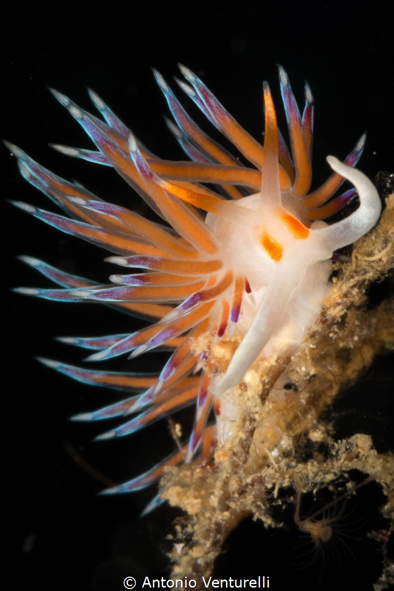 Nudi portrait_Cratena_2021
(Canon60mm,t1/200,f/22,iso200) by Antonio Venturelli 