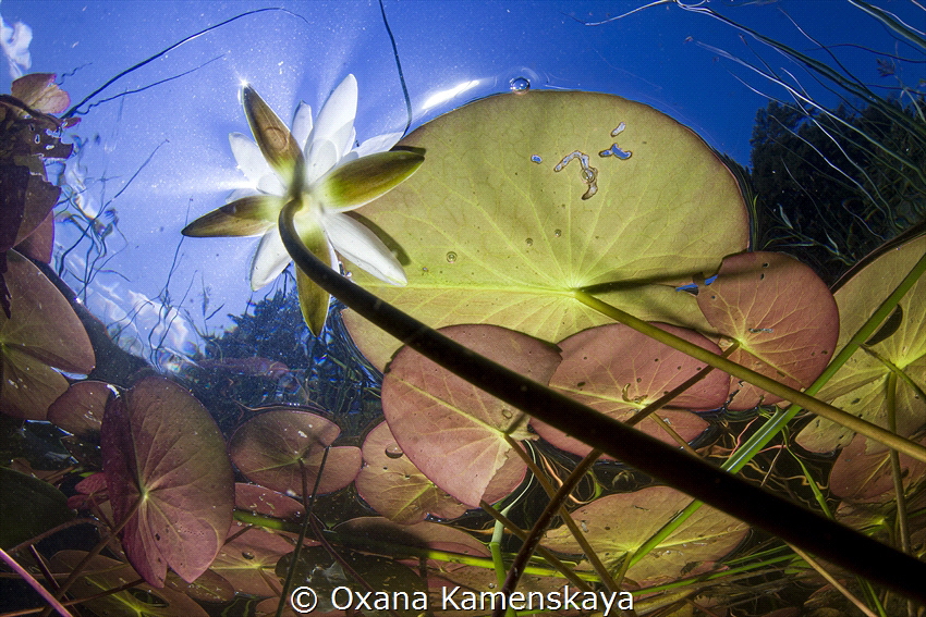 All the colors of the past summer.
An ordinary lake. Tve... by Oxana Kamenskaya 