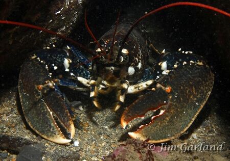 Davy Jones - In his locker, Co Kerry, Ireland. by Jim Garland 