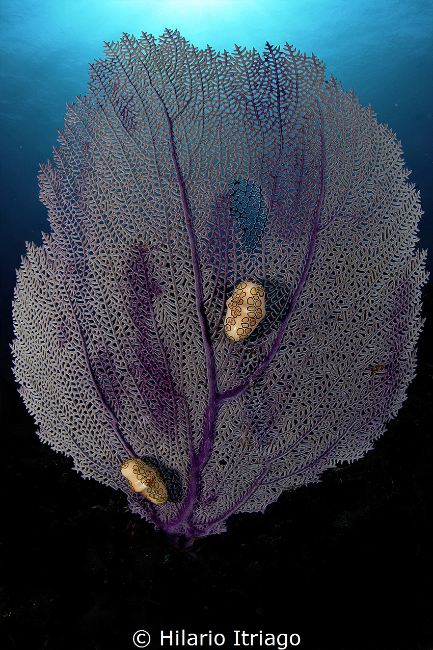 Flamingo over Sea Fan by Hilario Itriago 