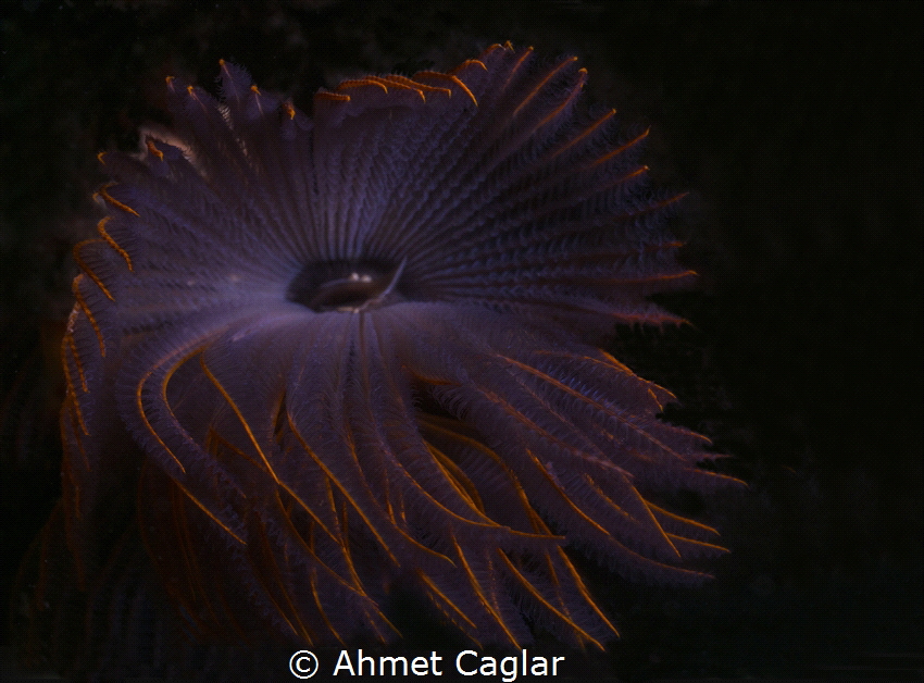 From Adabükü Bodrum. more than a flower Olympus EM1 MarkI... by Ahmet Caglar 