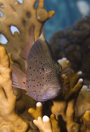 Freckled hawkfish on his perch.
D200, 60mm. by Derek Haslam 