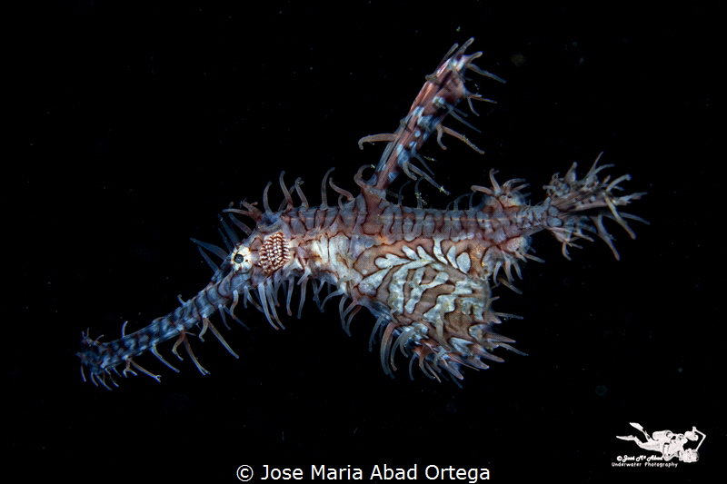 Ornate pipe ghost fish
Moalboal Cebu Philippines by Jose Maria Abad Ortega 