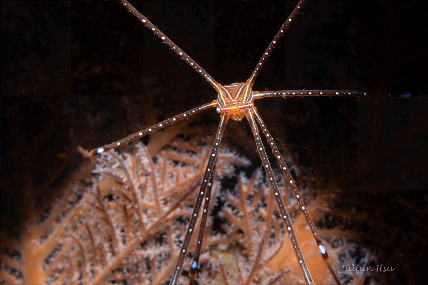Spider Squat Lobsters (Chirostylus sandyi) by Julian Hsu 