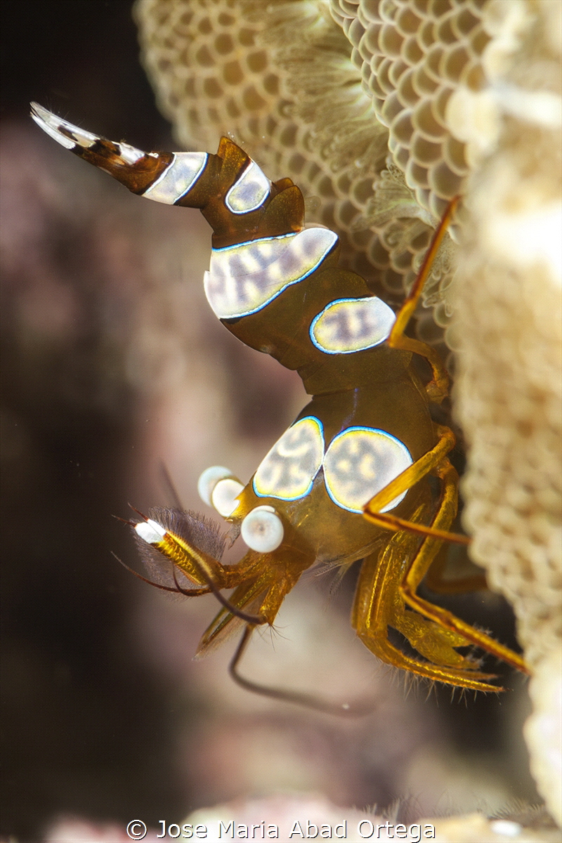 Thor amboinensis shrimp
 by Jose Maria Abad Ortega 
