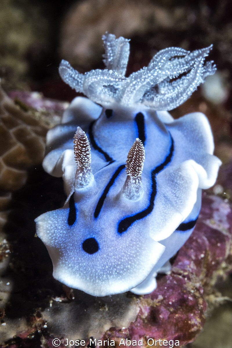 Chromodoris willani nudibranch
Tongo point Moalboal by Jose Maria Abad Ortega 