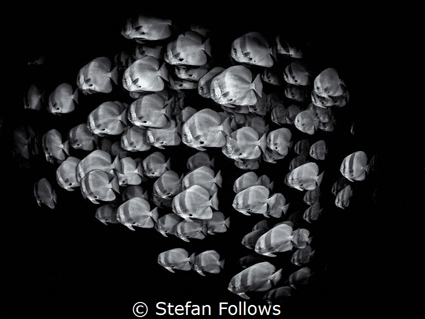 in·sa·tia·ble
Longfin Batfish - Platax teira
Sail Rock,... by Stefan Follows 