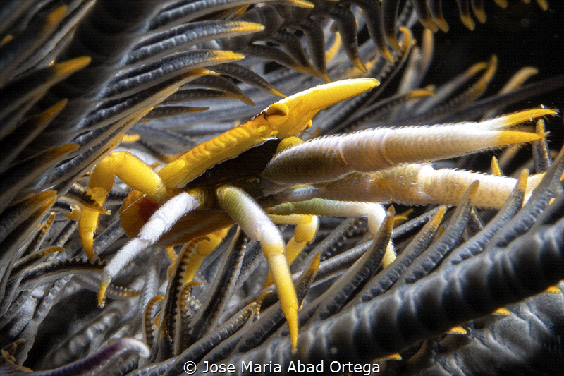 Allogalathea elegans (known as the feather star squat lob... by Jose Maria Abad Ortega 