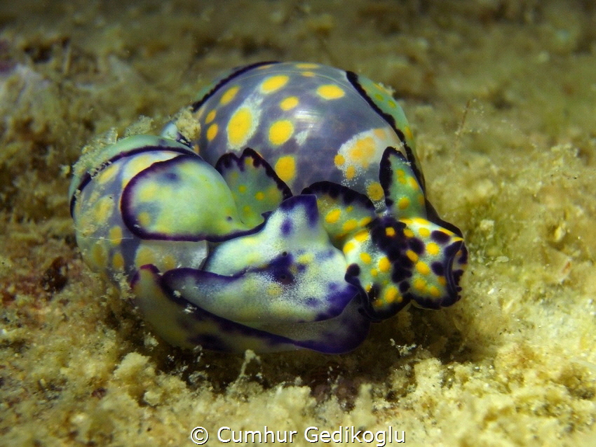 Haminoea cyanomarginata
Sweet Love by Cumhur Gedikoglu 