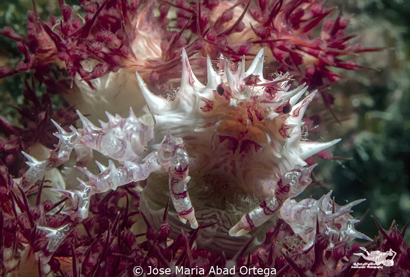 Candy Crab (Hoplophrys oatesi)
Also known as Commensal S... by Jose Maria Abad Ortega 