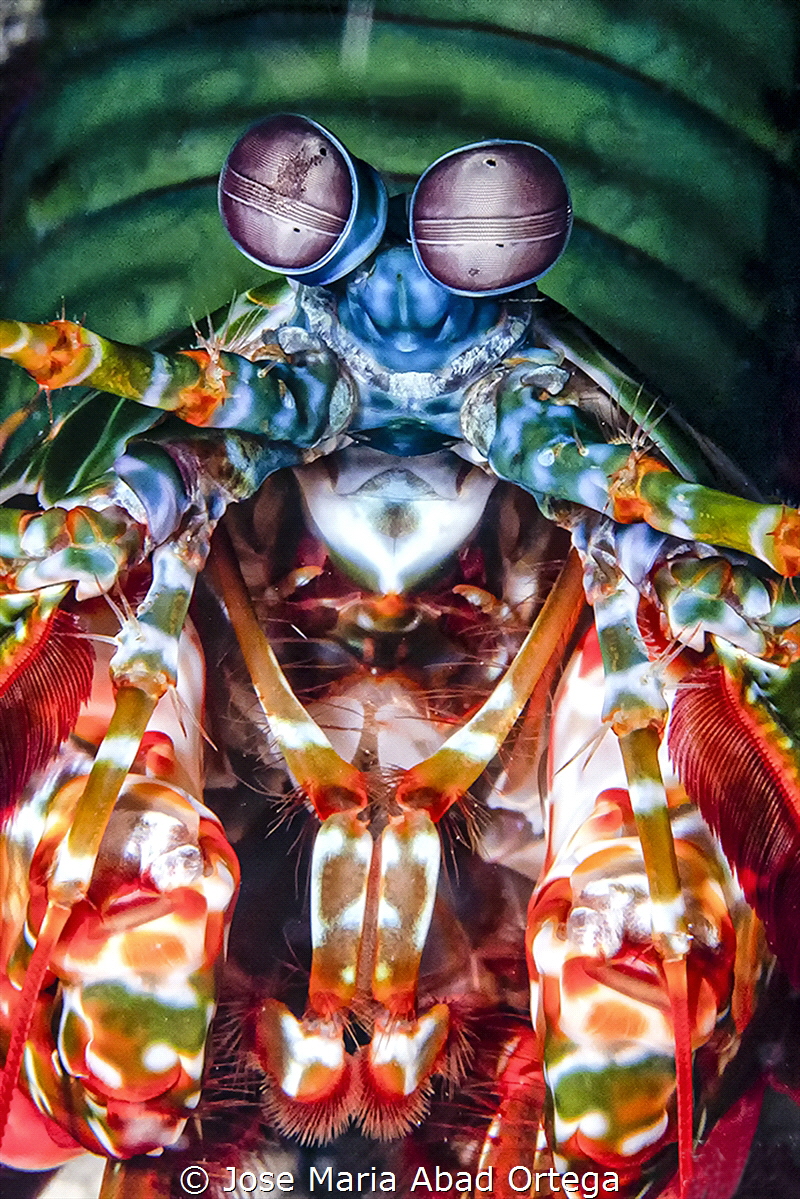 Peacock Mantis Shrimp
Odontodactylus scyllarus by Jose Maria Abad Ortega 