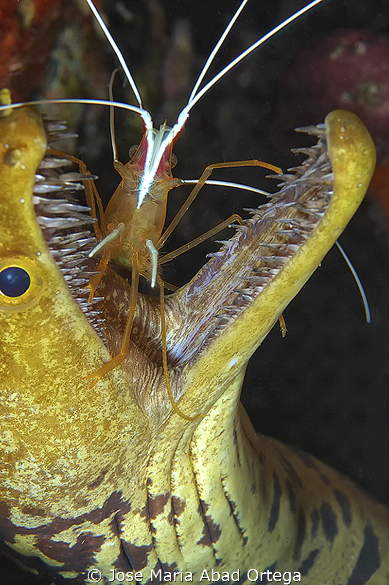 
THE DENTIST
Lysmata amboinensis shrimp clean Fangtooth... by Jose Maria Abad Ortega 