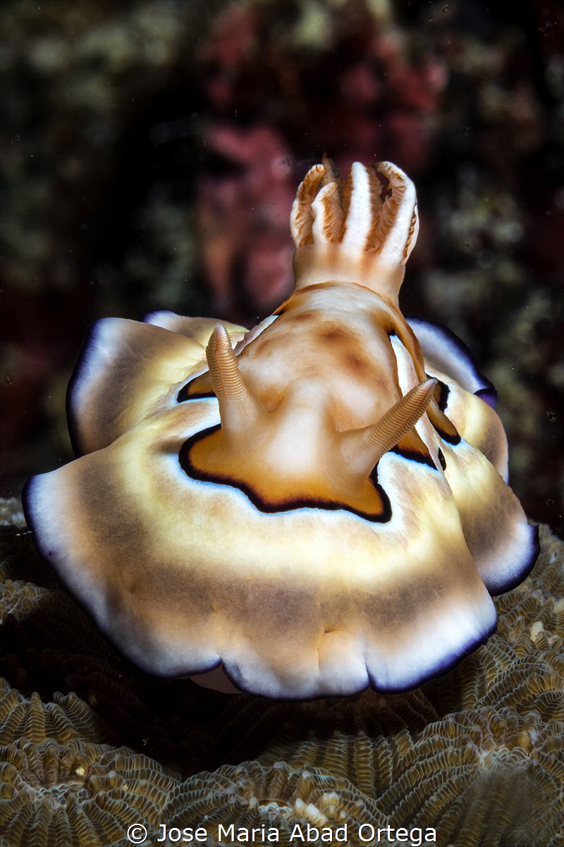 Goniobranchus coi nudibranch by Jose Maria Abad Ortega 