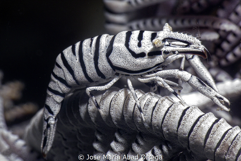 Hippolyte catagrapha (Crinoid shrimp) by Jose Maria Abad Ortega 