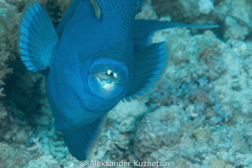 Triggerfish makes attack by Aleksander Kuznetsov 