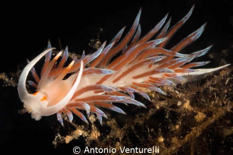 Mediterranean Cratena-2021
(Canon60mm,t1/200,f/22,iso200) by Antonio Venturelli 