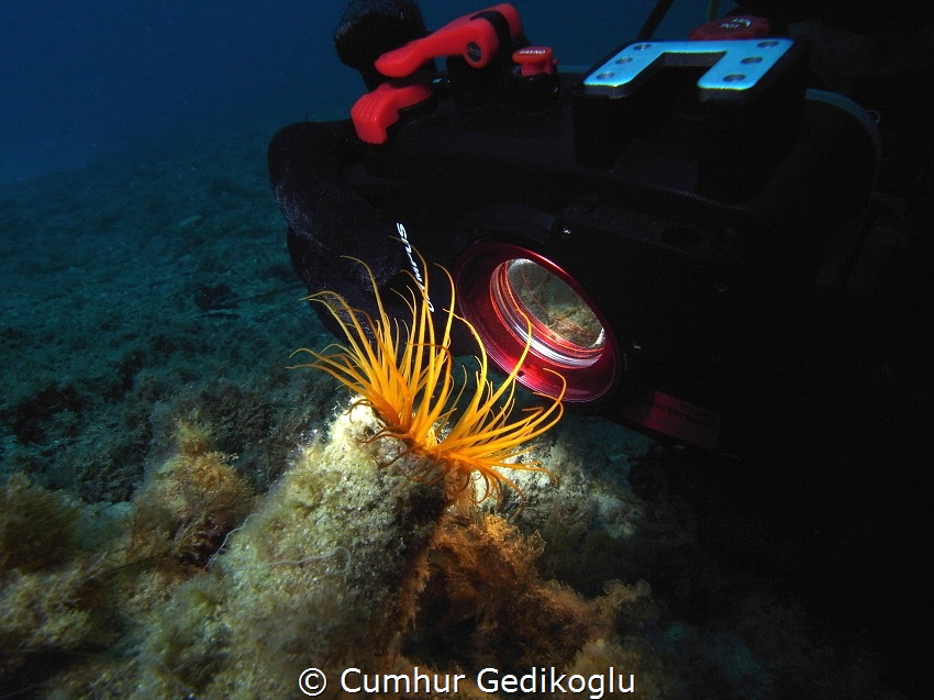 Cerianthus membranaceus
Concentration by Cumhur Gedikoglu 