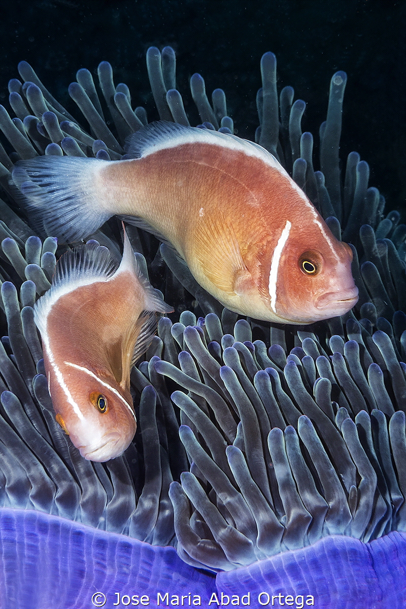 Dancer Clown fishes on anemone by Jose Maria Abad Ortega 