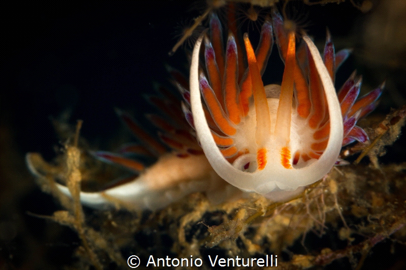 Cratena_2021
(Canon100mm,t1/200,f/20,iso200) by Antonio Venturelli 