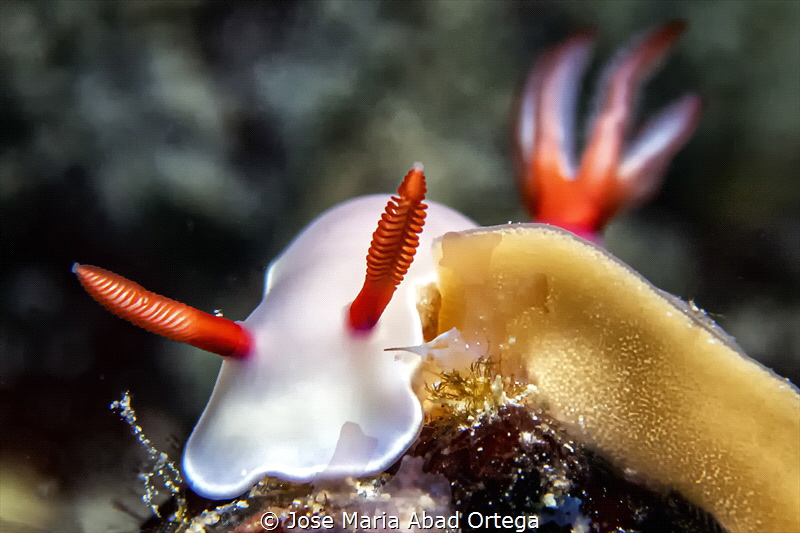 Hypselodoris bullockii nudibranch with eggs.
 by Jose Maria Abad Ortega 