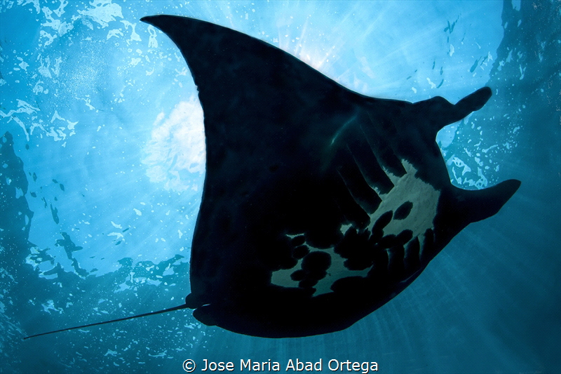 MANTA RAY (Nusa Penida - Bali Indonesia) by Jose Maria Abad Ortega 
