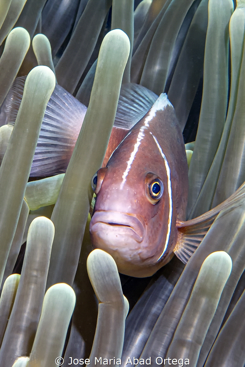 Amphiprion perideraion also known as the pink skunk clown... by Jose Maria Abad Ortega 
