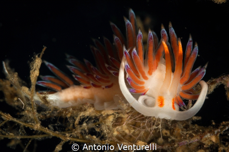 Mediterranean Cratena portrait_its intense colors always ... by Antonio Venturelli 